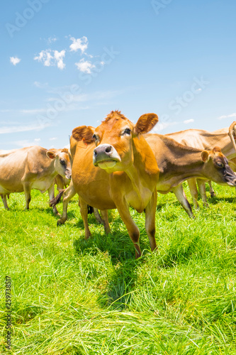 Jersey cows in a field in South Africa