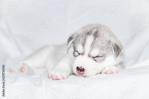 Cute siberian husky puppy sitting on white background © voltgroup