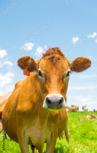 Jersey cows in a field in South Africa