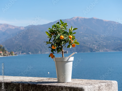 Image of little kumquat tree in a pot on a stone wall with lake in the background