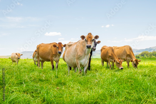 Jersey cows in a field in South Africa