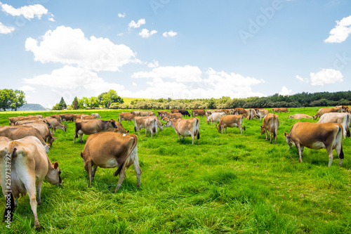 Jersey cows in a field in South Africa
