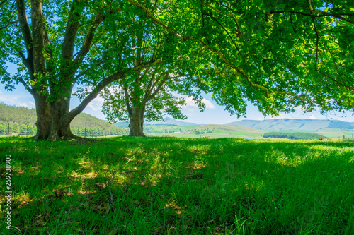 Trees hang over green field