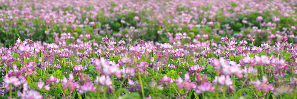 Field of alfalfa flowers (also called lucerne), panoramic background Field of alfalfa flowers (also called lucerne), panoramic background