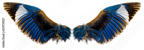 blue wings isolated on a white photo