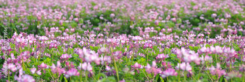 Field of alfalfa flowers  also called lucerne   panoramic background