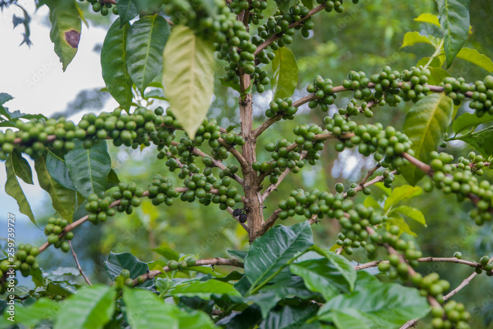 Fototapeta premium Coffee tree, Coffee tree from Thailand country