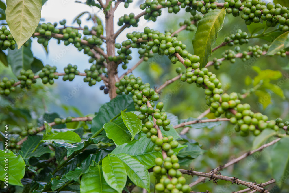 Coffee tree, Coffee tree from Thailand country
