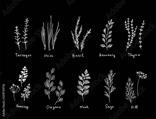Hand drawn set of culinary herb. Basil and mint, rosemary and sage, thyme and parsley. Food design logo elements