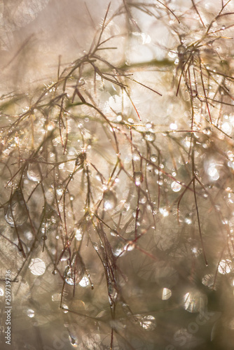 Magical dew drops on a blurred abstract brown backgroud