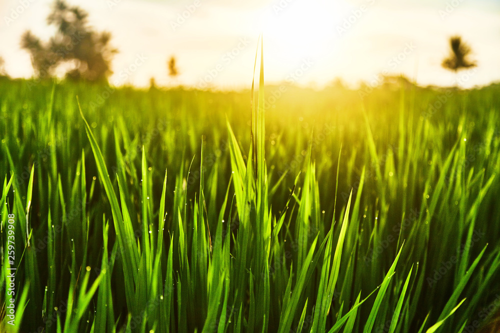 Fototapeta premium Drops of dew on the grass at sunset light of the sun. 
