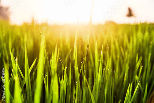 Drops of dew on the grass at sunset light of the sun. 