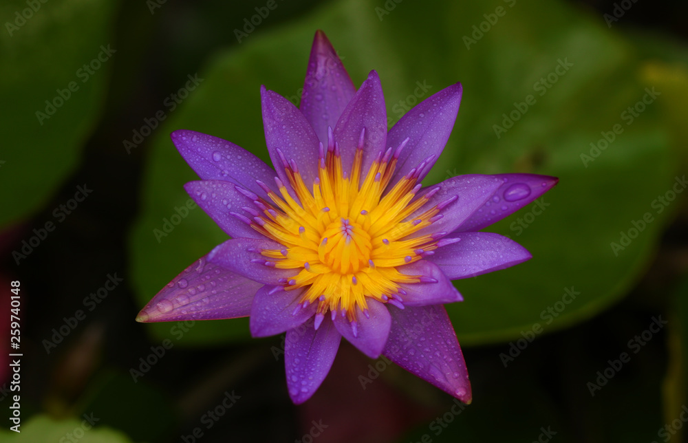 Pink and white lotus flower and green leaves Pink and white lotus flower and green leaves