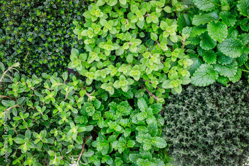 Herbal green background