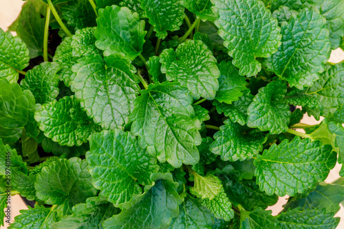 Lemon Balm ( Melissa officinalis ) Plant with fragrant and small leaves for making drinks and smoothies