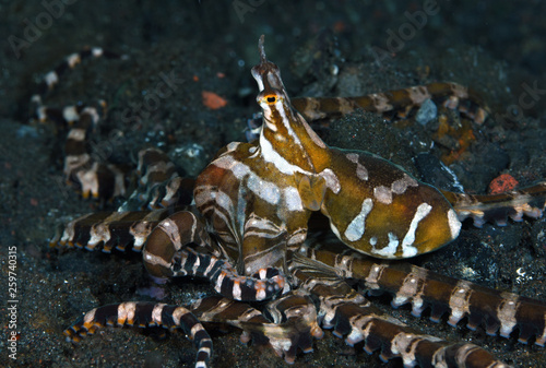 Amazing underwater world - Wunderpus octopus - Wunderpus photogenicus. Diving and underwater photography. Tulamben, Bali, Indonesai. © diveivanov