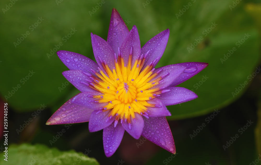 Pink and white lotus flower and green leaves Pink and white lotus flower and green leaves