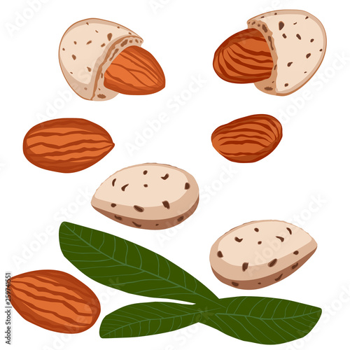 Almond nut close-up. Vector illustration. Almond nut isolated on white background.  