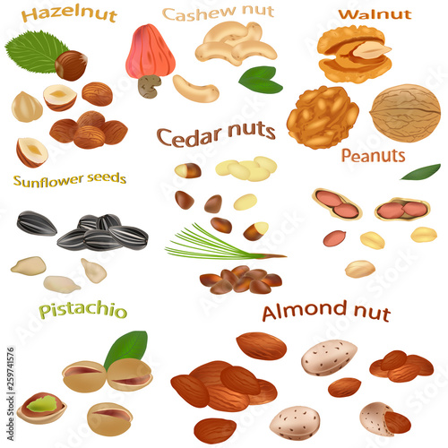Set of nuts isolated on white background. Peanuts, cashews, hazelnuts, walnuts, sunflower seeds, almonds, pistachios, cedar nuts. Vector illustration.