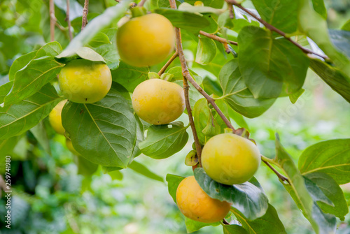 Persimmons tree, Persimmons tree from Thailand country