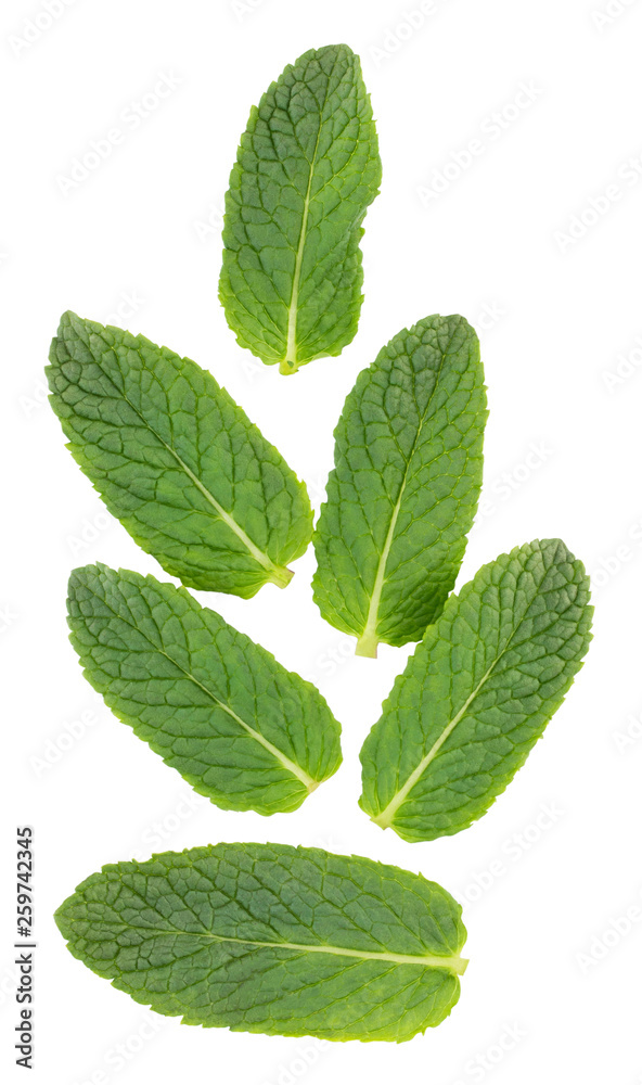 Fresh raw mint leaves isolated on white background Fresh raw mint leaves isolated on white background