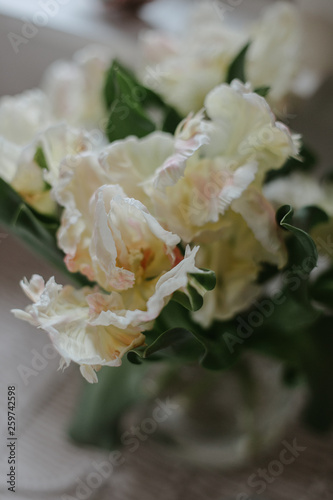 Papagei tulip on the white table