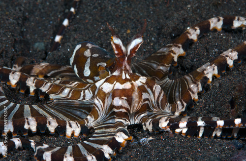 Amazing underwater world - Wunderpus octopus - Wunderpus photogenicus. Diving and underwater photography. Tulamben, Bali, Indonesai. photo