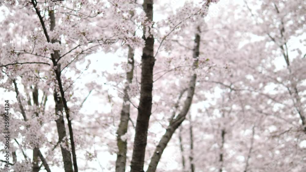 Flowers in spring series: Blossoms of Cherry flowers on cherry tree branch and falling cherry flowers petals in breeze like raining, beautiful landscape, 4K movie, slow motion. Flowers in spring series: Blossoms of Cherry flowers on cherry tree branch and falling cherry flowers petals in breeze like raining, beautiful landscape, 4K movie, slow motion.