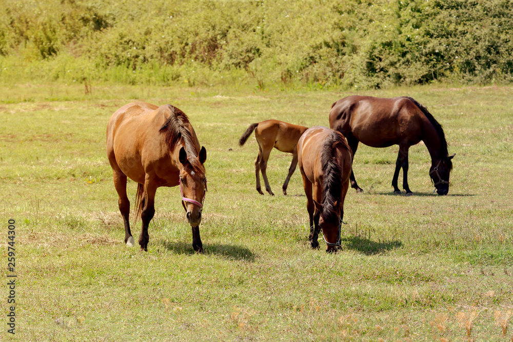Herd of horses grazing on a mountain meadow (Epirus, Greece)