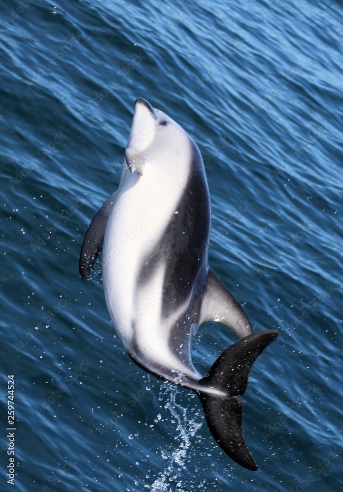 Obraz premium Dolphins having fun in the ocean during whale watching trip - New Zealand, Kaikōura