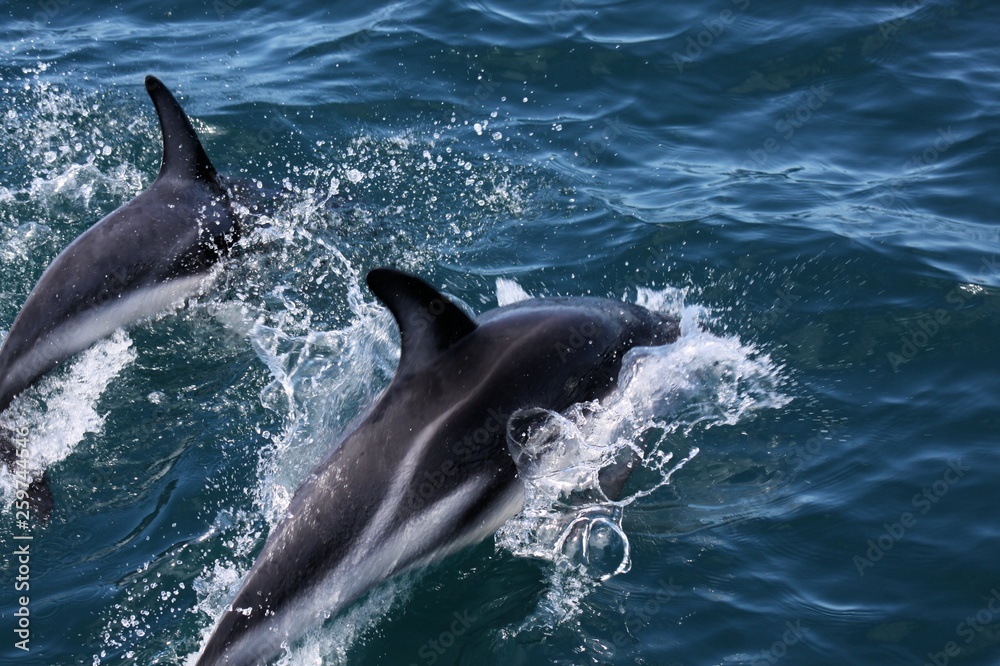 Fototapeta premium Dolphins having fun in the ocean during whale watching trip - New Zealand, Kaikōura