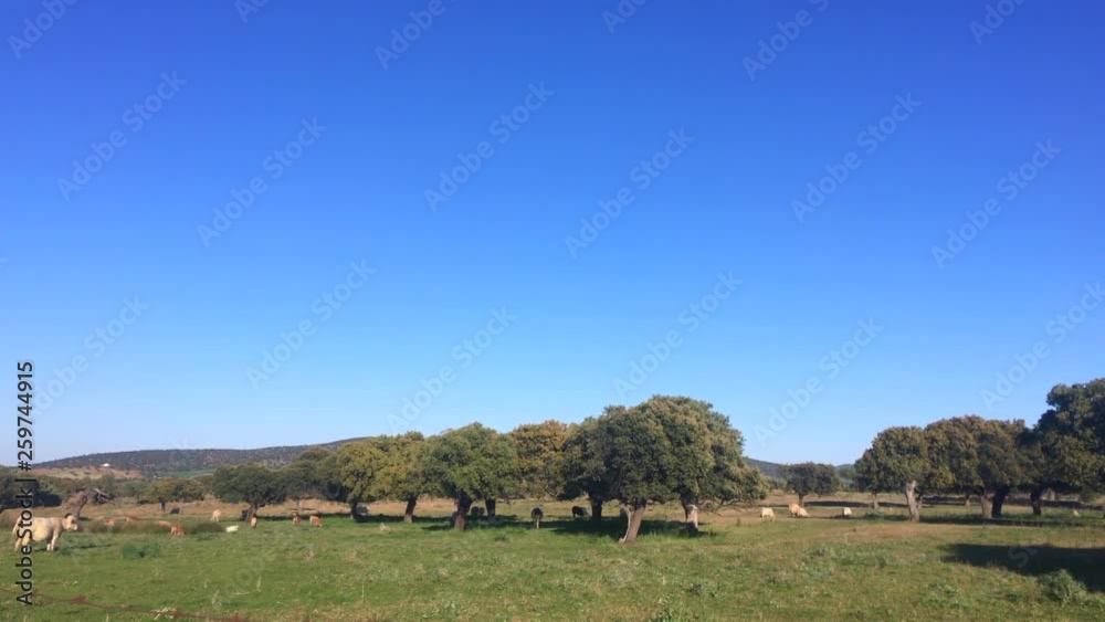 Cows grazing under oak trees in south of Spain Cows grazing under oak trees in south of Spain