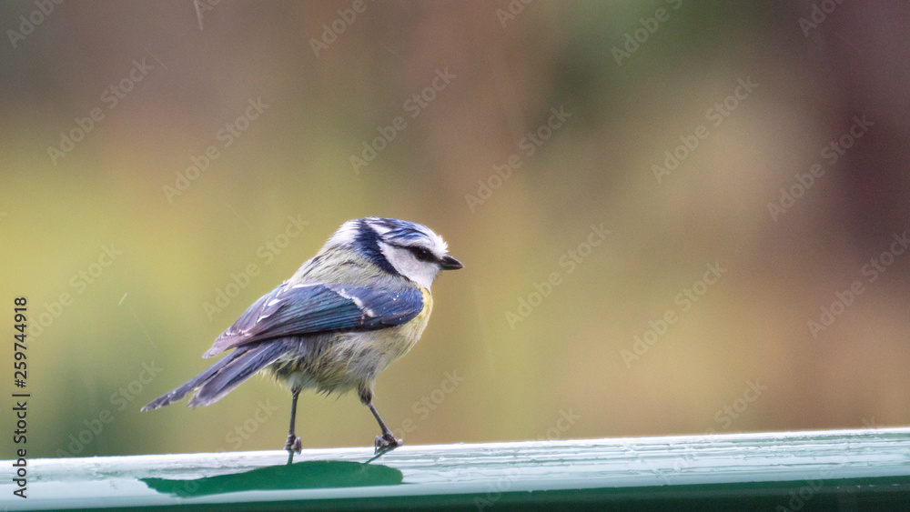 Obraz premium Mésange bleue