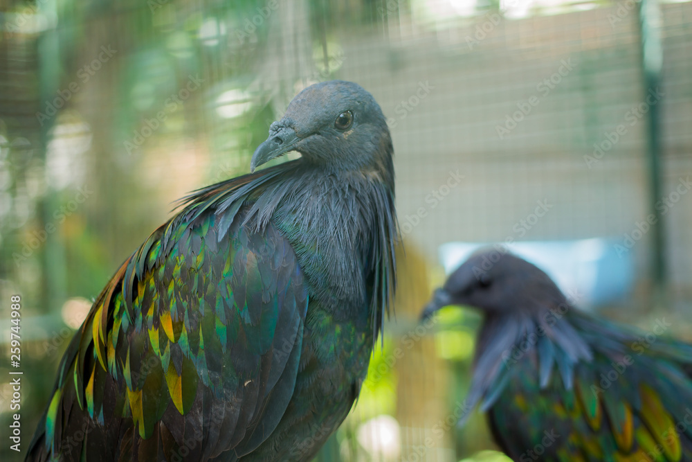 Obraz premium Dove Yellow pigeon Columbidae, Phuket Province Thailand