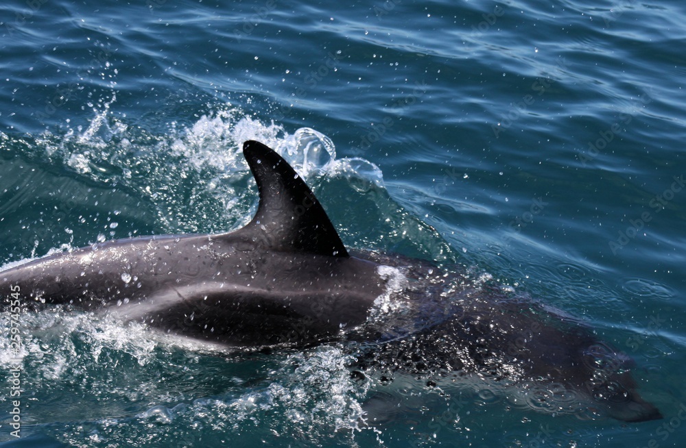 Fototapeta premium Dolphins having fun in the ocean during whale watching trip - New Zealand, Kaikōura