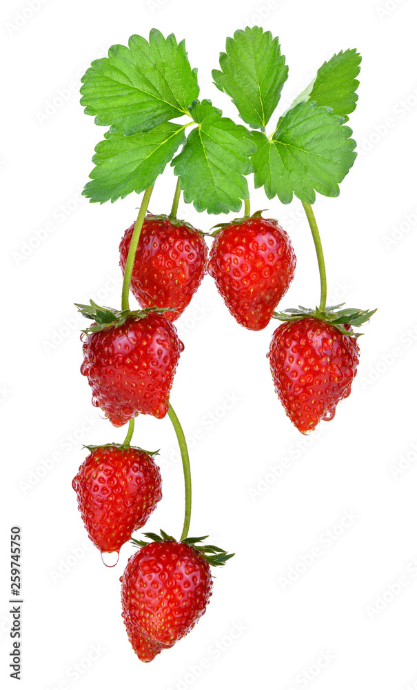 strawberry isolated on the white background.