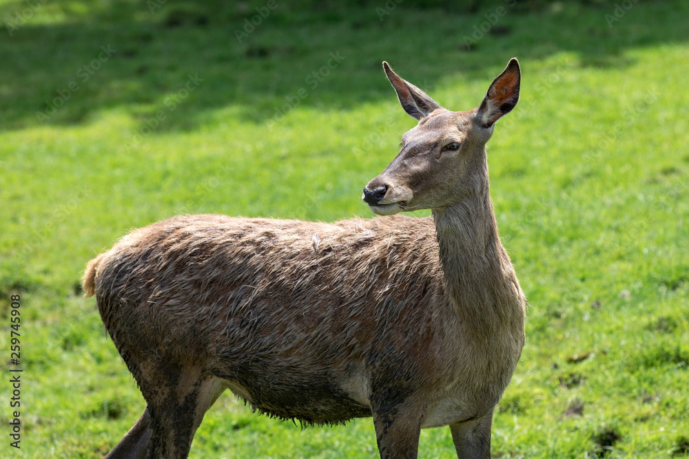 Red deer profile Red deer profile