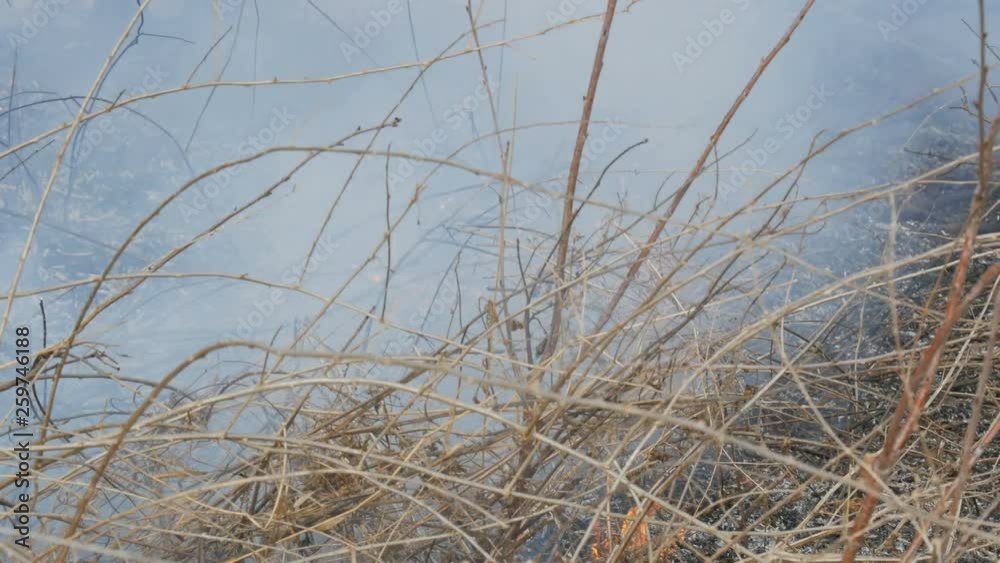 Burning dry grass and branches close up view. Dangerous wild fire in nature Burning dry grass and branches close up view. Dangerous wild fire in nature