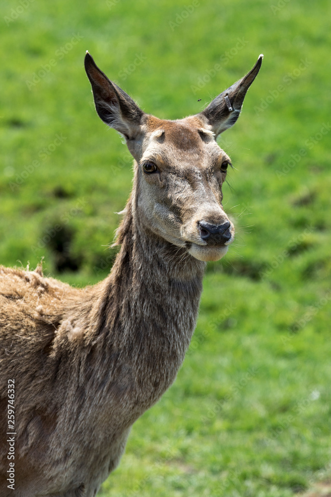 Red deer Red deer