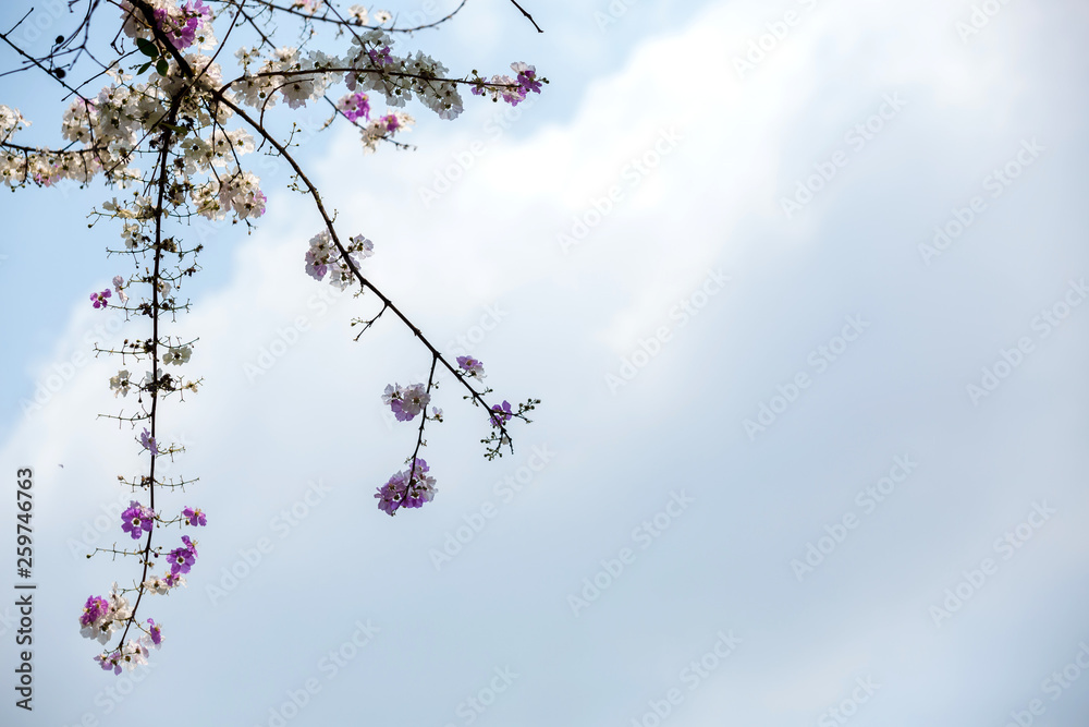 A beautiful Bungor flowers bouquet is blooming isolate on blue and white background for abstract texture environment nature A beautiful Bungor flowers bouquet is blooming isolate on blue and white background for abstract texture environment nature