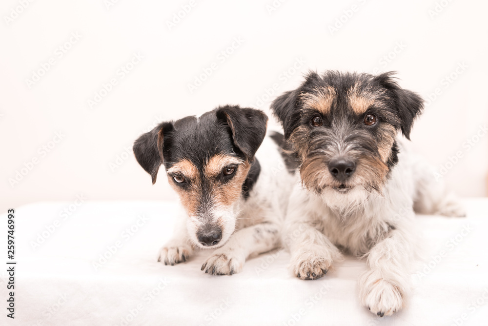 Tow little tricolor dog is lying in front of white background. Jack Russell Terrier dos rough-haired and broken haired Tow little tricolor dog is lying in front of white background. Jack Russell Terrier dos rough-haired and broken haired