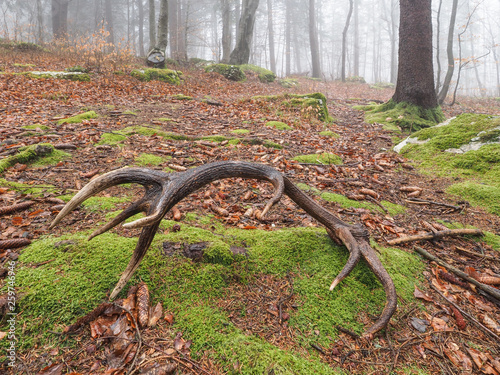 Red deer (Cervus elaphus), Antler fallen in the forest