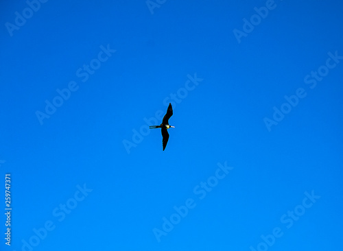 There is a large colony of Magnificent Frigatebirds  Fregata magnificens  found at Adolfo Lopez Mateos in Baja California  Mexico