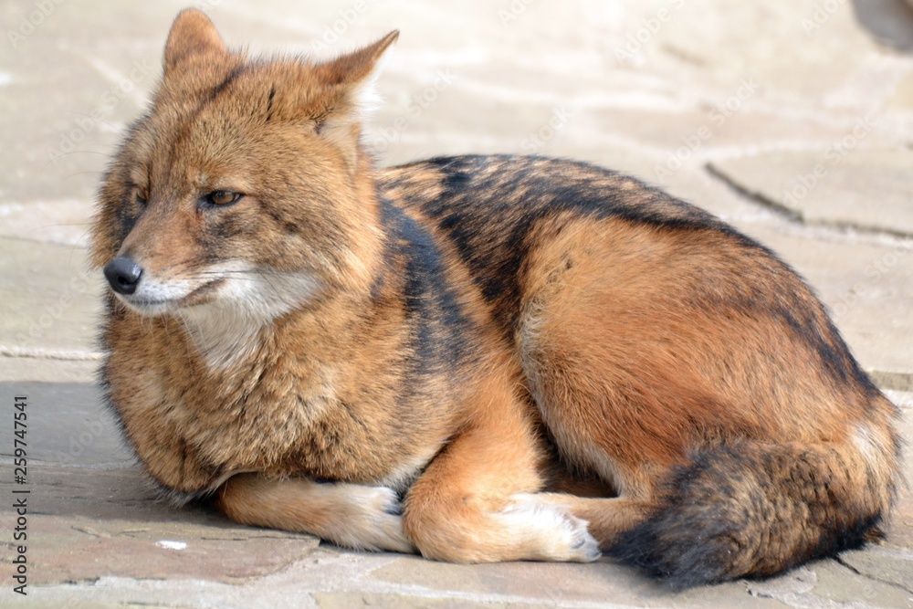 Obraz premium Jackal on vacation