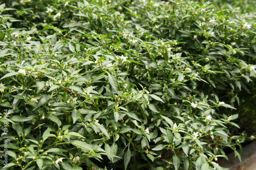 Red and green chili or capsicum frutescens plants. Planted in plant nursery. Some of them are ready for harvest. Red and green chili or capsicum frutescens plants. Planted in plant nursery. Some of them are ready for harvest.