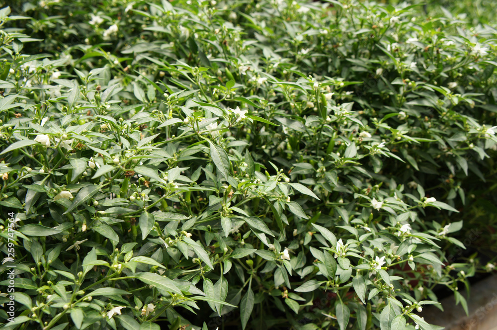 Red and green chili or capsicum frutescens plants. Planted in plant nursery. Some of them are ready for harvest.