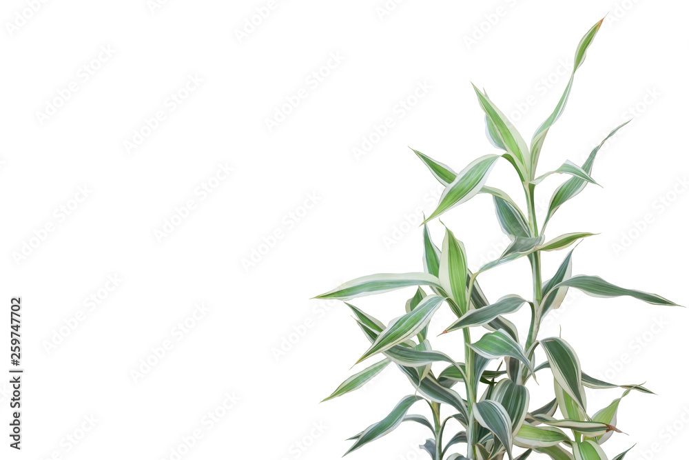 Dracaena reflexa Lam or Song of India plant isolated on white background included clipping path.