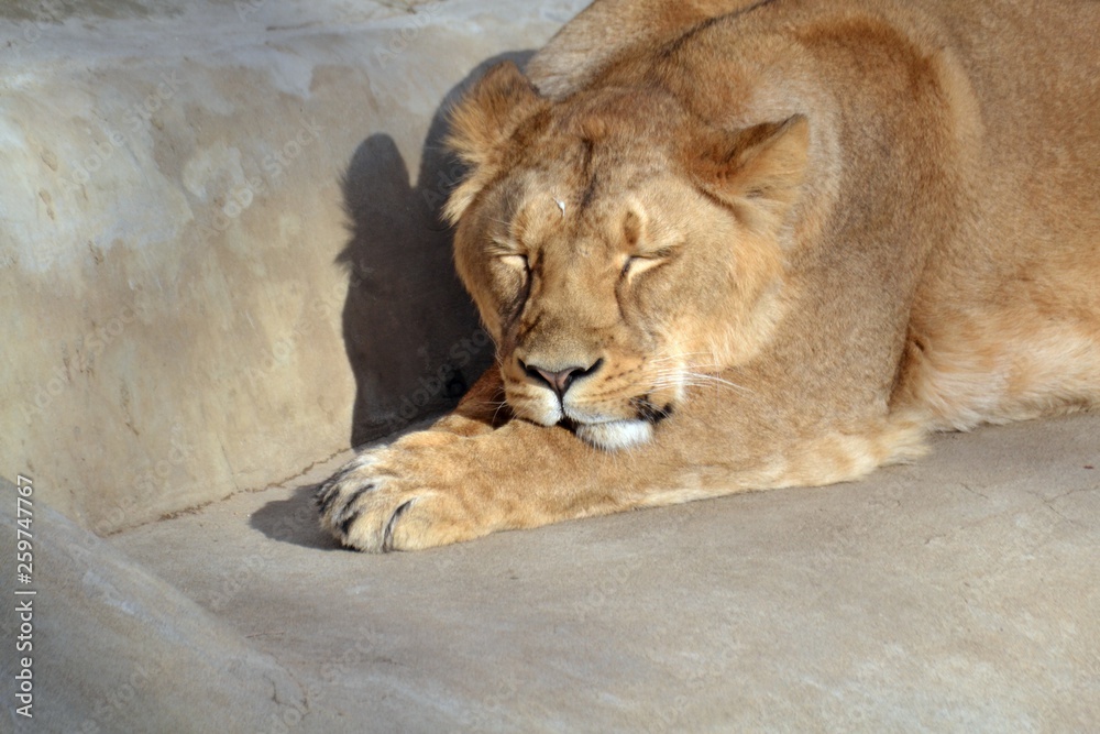 Obraz premium Lion on the rocks