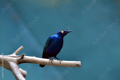 Blue starling on a tree