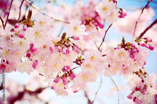 Frühling - Japanische Kirsc...